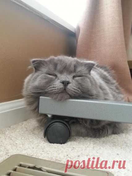 Лень она такая)))) наши КОТЭ) - ПОЛЮБУЙТЕСЬ!