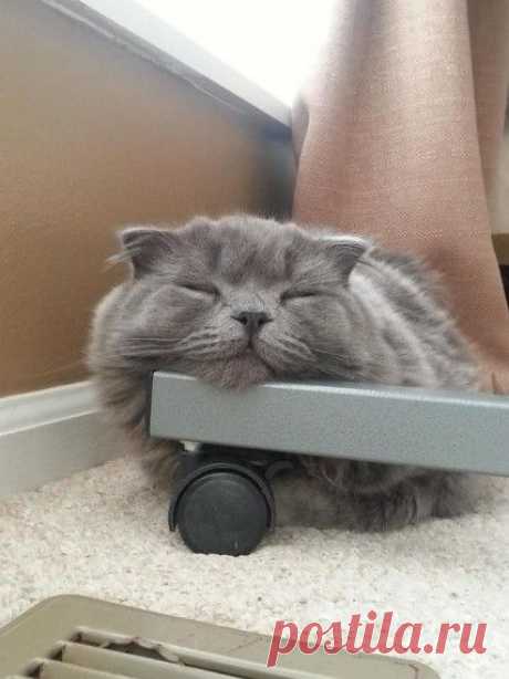 Лень она такая)))) наши КОТЭ) - ПОЛЮБУЙТЕСЬ!