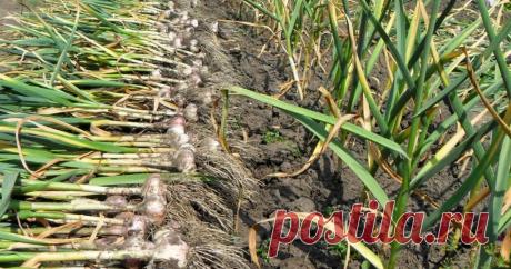 Вкусный Огород: Как правильно посадить озимый чеснок?