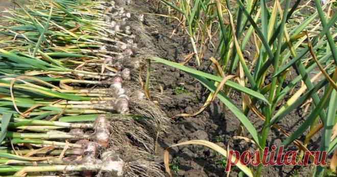 Вкусный Огород: Как правильно посадить озимый чеснок?