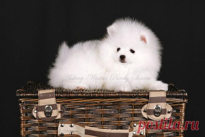 питомник Бонус Стиль