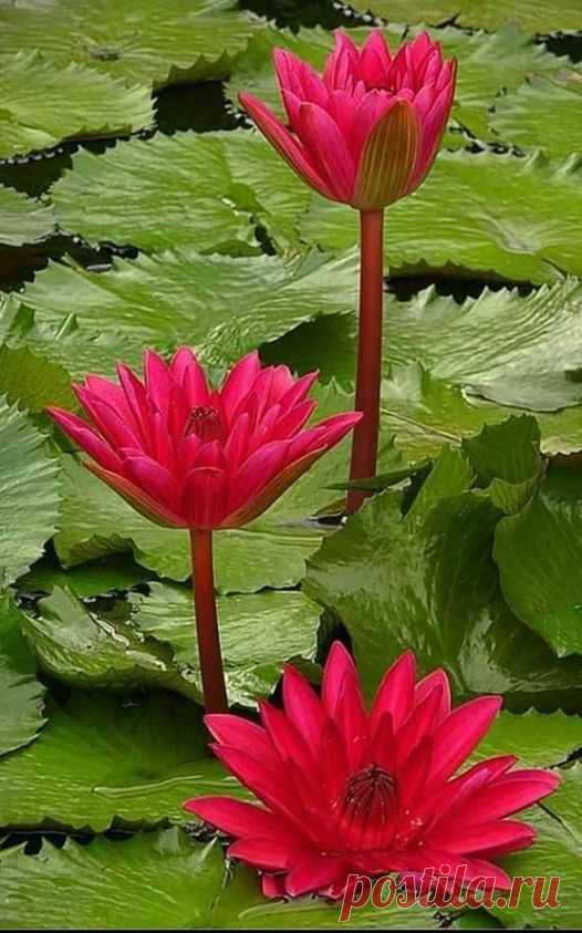 (20+) Natureza É Vida | Facebook