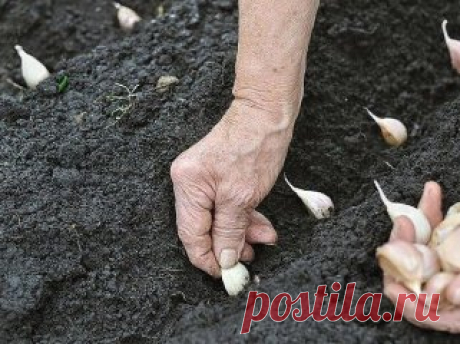 ОСНОВНЫЕ ХИТРОСТИ ПОСАДКИ ЧЕСНОКА НА ЗИМУ ДЛЯ ПОЛУЧЕНИЯ БОЛЬШОГО УРОЖАЯ
Сохраните, чтобы не потерять!
КОГДА ПРОИЗВОДИТЬ ВЫСАДКУ
Посадка чеснока под зиму делается по универсальной технологии. Важно учесть период начала наступления холода. Примерно за две-три недели до предполагаемой даты производят высадки. Чеснок сажают на глубину около 4 сантиметров. На территории России или в европейских государствах этим периодом является конец сентября – начало октября. Там, где климат...