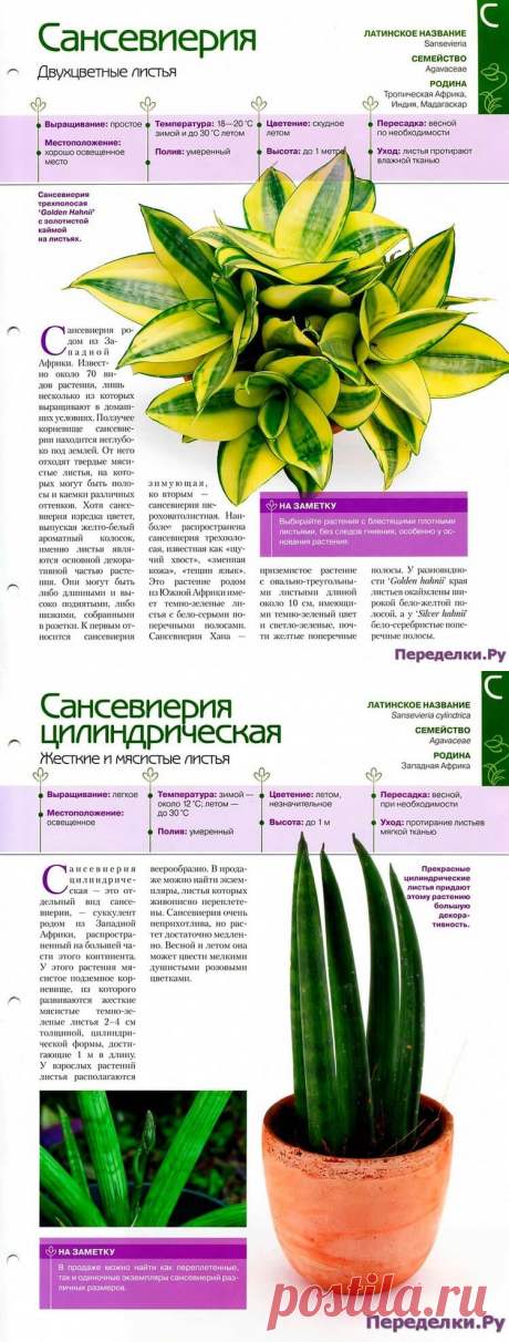 Сансевиерия * Переделки.РуПеределки.Ру