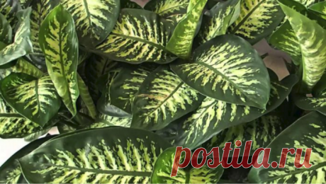 10 комнатных растений, опасных для детей и животных