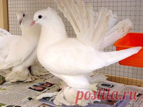 &lt;  MTQERIS   XARNARANUM &gt;
HANDARTVIR  SIRT IM - JAMANAK  DER  KA-