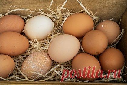 Россиянам рассказали об изменении цен на яйца. Цены на куриное яйцо стабилизируются, но их снижения пока не стоит ждать из-за высокой доли импорта в производстве, объяснил доцент кафедры предпринимательства и логистики РЭУ им. Г.В. Плеханова Игорь Строганов. По его словам, в России «надо выстраивать полную технологическую цепочку выращивания курочки-несушки».