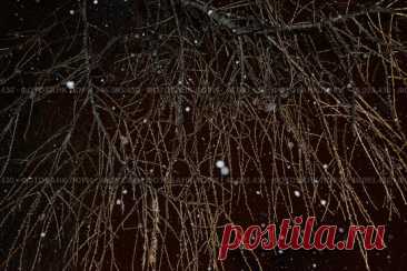 Tree branches on dark night sky background. Стоковое фото, фотограф Ilaronsia / Фотобанк Лори