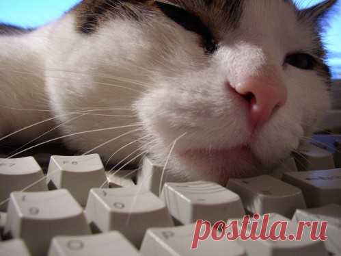 Коты и Клавиатура » Витрина Женского счастья