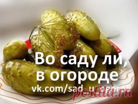 ЧТО НУЖНО ЗНАТЬ, ЧТОБЫ УДАЧНО ЗАСОЛИТЬ ОГУРЦЫ НА ЗИМУ | Дачный сад и огород