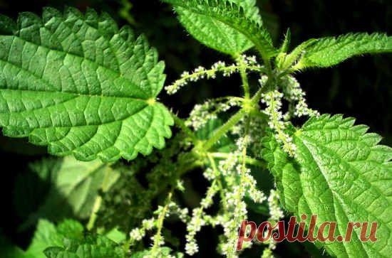 Лечебные свойства крапивы, применение в народной медицине
Лечебные свойства крапивы, состав растения, полезные и вкусные блюда из крапивы, применение в народной медицине, противопоказания