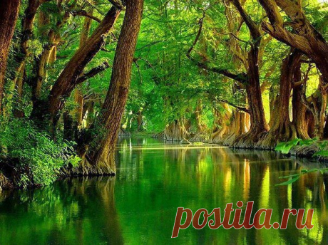 Клуб любителей кошек!
Наташа Штейн (Низак)