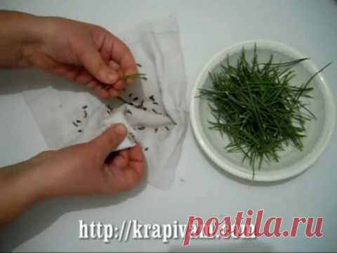 Крапивное масло | krapivam.com