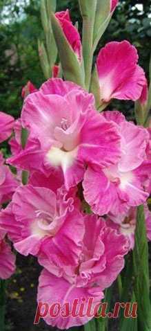 Pink Parrot Gladiolus  |  Найдено на сайте beautymothernature.tumblr.com.