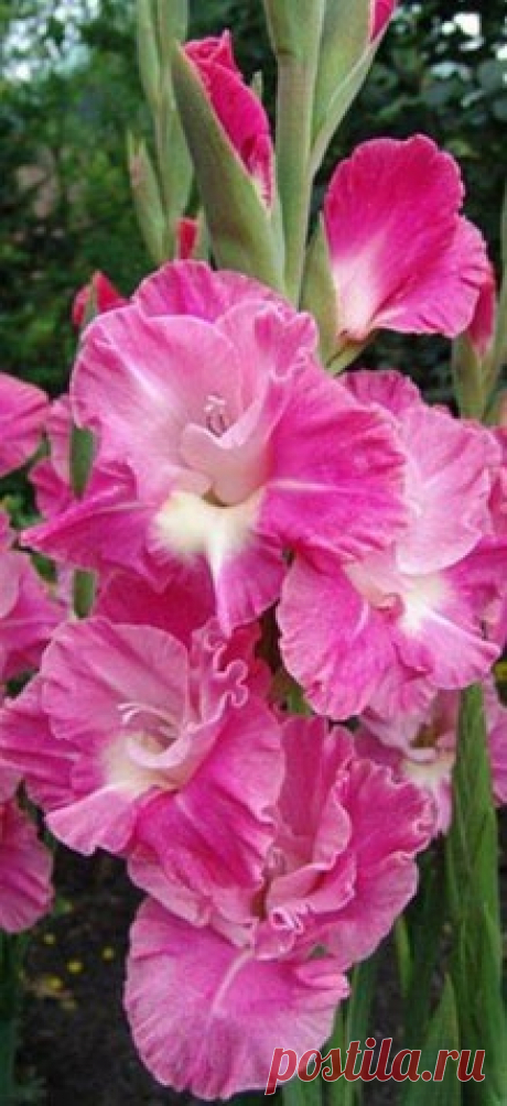 Pink Parrot Gladiolus  |  Найдено на сайте beautymothernature.tumblr.com.