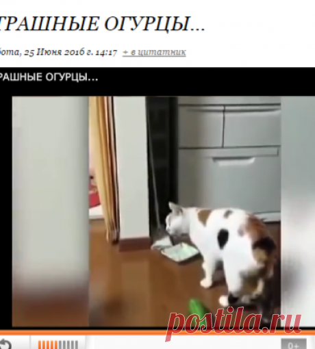 СТРАШНЫЕ ОГУРЦЫ...