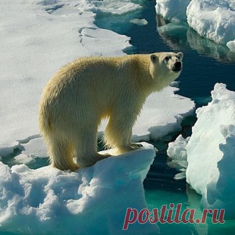 На острове Врангеля строители убили белую медведицу | Новости | Вокруг Света