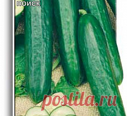Огурец Стелла F1 семена - низкая цена, описание, отзывы, продажа