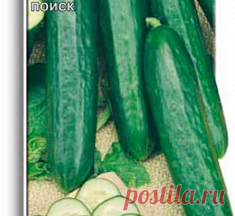 Огурец Стелла F1 семена - низкая цена, описание, отзывы, продажа