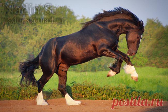 Тяжеловозы - самые большие и сильные лошади