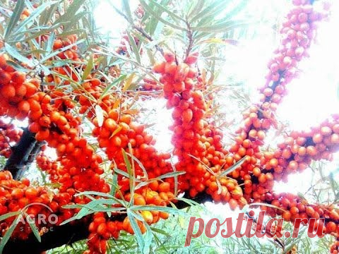 Размножение облепихи черенками