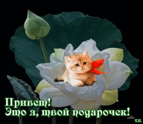 Меня прислали к вам на страничку НА СЧАСТЬЕ!!!!