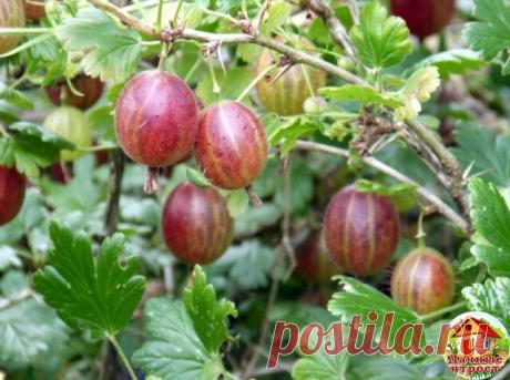 Уход за крыжовником

Обработка почвы

Чтобы куст крыжовника хорошо развивался и стабильно плодоносил, необходимо регулярно проводить перекопку или рыхление почвы. Причем глубина и интенсивность обработки напрямую зависит от структуры грунта. На плотных почвах практикуют перекопку лопатой, на рыхлых - ограничиваются легким «вспушиванием» верхнего слоя садовыми вилами.

Корневая система куста располагается очень близко к поверхности земли. Поэтому на территории, которая нахо...