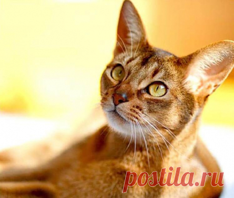 абиссинская кошка
