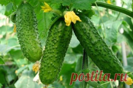 Молоко для огурца. Борьба с тлей. - Огурцы - Женский Мир