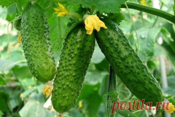 Молоко для огурца. Борьба с тлей. - Огурцы - Женский Мир