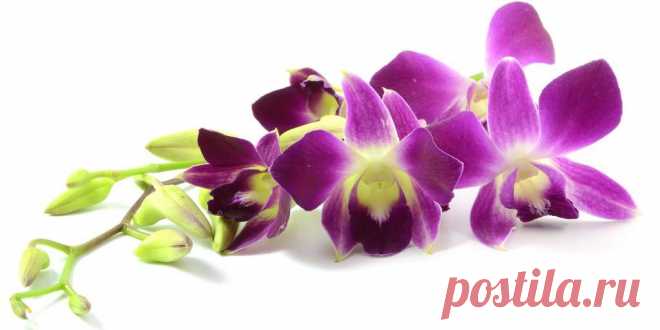 Орхидея – описание, виды, сорта, выращивание, уход, фото, видео Орхидея (лат. Orchidaceae) - самое многочисленное семейство цветов. Интересные факты: где растут, размножение, посадка, болезни, полезные свойства.