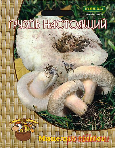 Мицелий Грибов : Груздь настоящий или Белый груздь (60мл.)