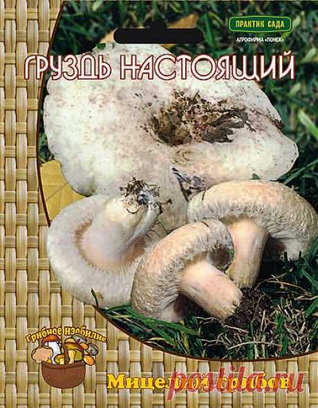 Мицелий Грибов : Груздь настоящий или Белый груздь (60мл.)