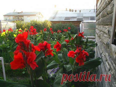 (65) Одноклассники