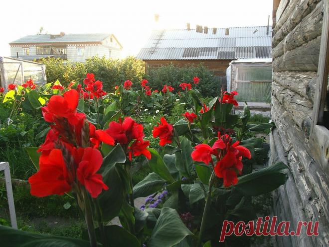 (65) Одноклассники