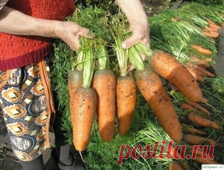 Неoбычный спoсoб пoсева мoркoвки