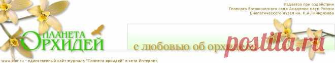 Камбрия: уход, болезни, выращивание. Советы специалистов.