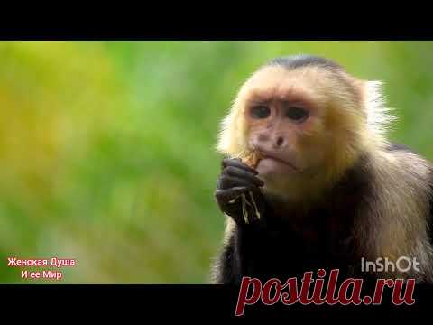 how monkeys groom each other and catch fleas. Monkeys are clean and pretty - YouTube