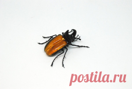 Невероятные стеклянные насекомые Витторио Константини. Хрупкая красота, рожденная в пламени | ЛЕПЕСТОК КЛЕВЕРА | Яндекс Дзен