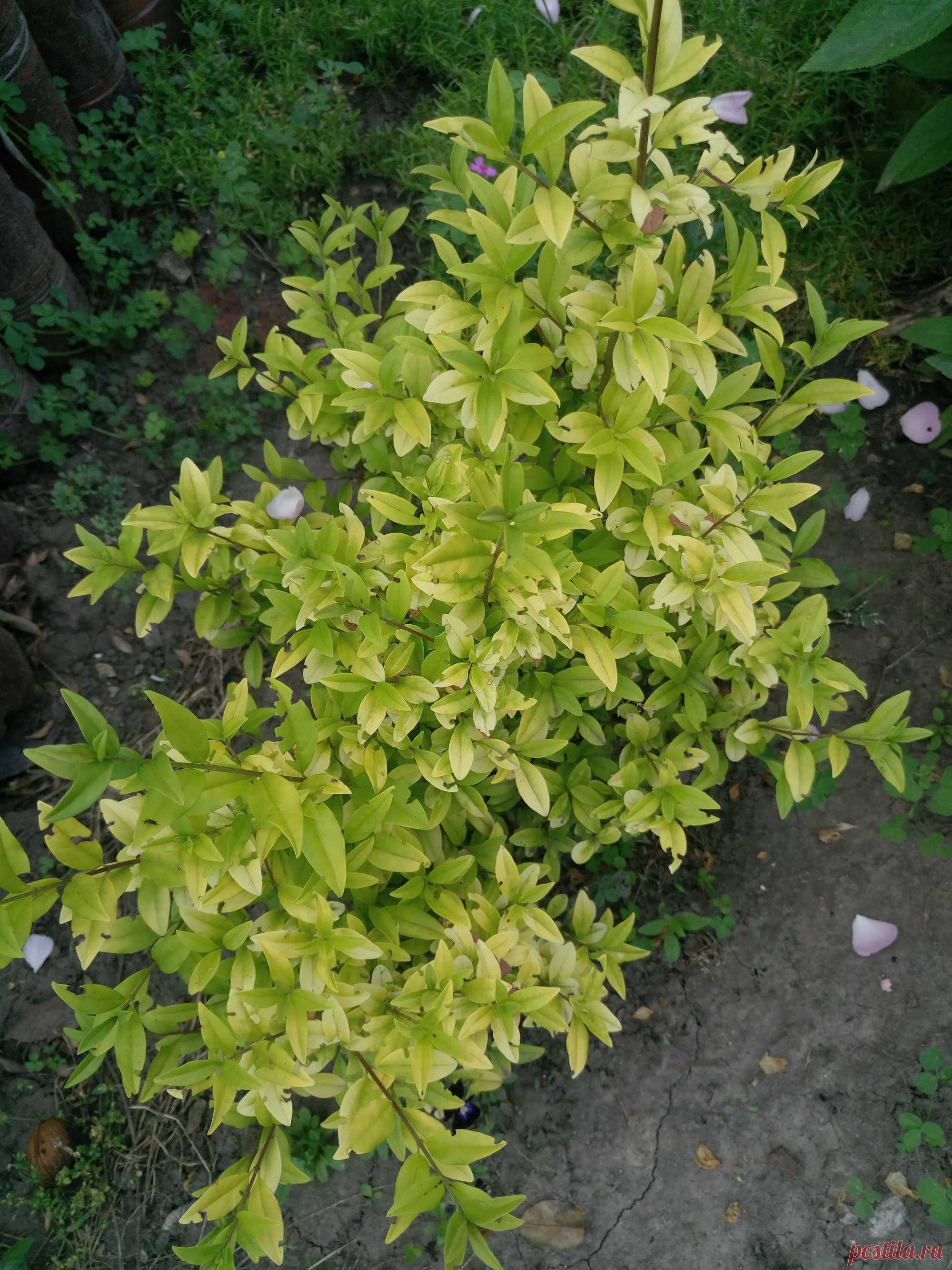 Бирючина обыкновенная "Ауреа" (Ligustrum vulgare "Aurea")