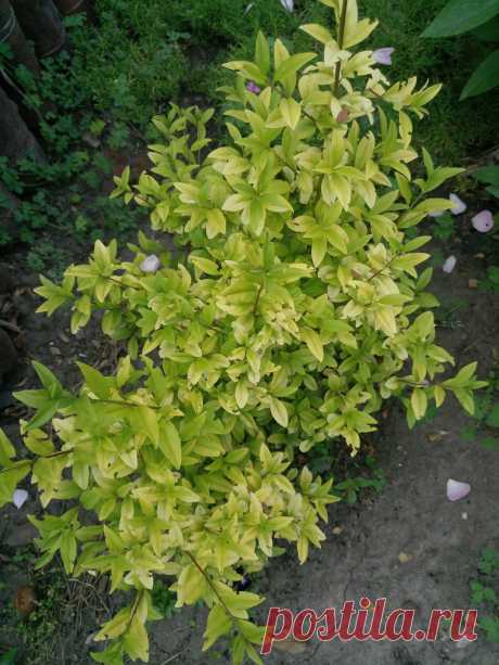 Бирючина обыкновенная &quot;Ауреа&quot; (Ligustrum vulgare &quot;Aurea&quot;)