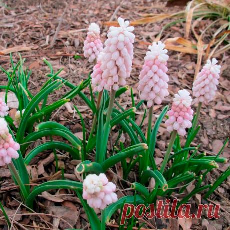 Многолетний садовый цветок Мускари (Muscari). Семейство: лилейные (Liliaceae)

Синонимы: мышиный гиацинт, гадючий лук

Луковичный многолетник высотой 12-20 см. Луковица пленчатая, 2-3 см в диаметре. Листья приземные узкие. Цветки душистые, мелкие - синие, голубые, фиолетовые, белые, собраны в кистевидное соцветие. Цветет в мае - июне.

Основные виды
М.армянский (M.armeniacum) - высота до 15 см, соцветие напоминает плотный голубой початок длиной 2-8 см.