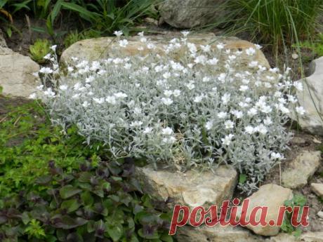 СТЕЛЮЩИЕСЯ ЦВЕТЫ МНОГОЛЕТНИКИ: ФОТО С НАЗВАНИЕМ