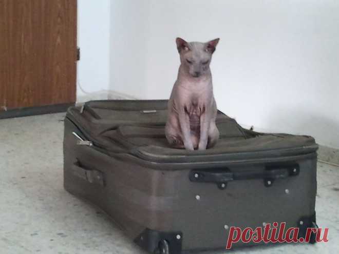 пора в путь дорогу....