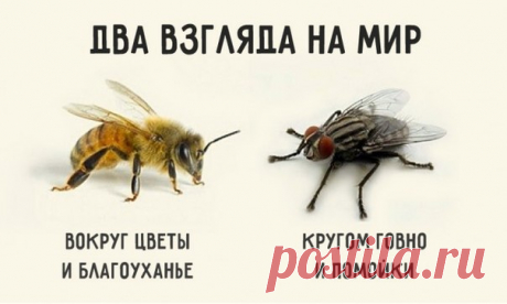 Если спросить муху, есть ли в окрестностях цветы, она ответит: — Не видела никаких цветов. Зато навоза в той вот канаве полным-полно. И муха начнёт перечислять все помойки, на которых побывала. Но спросите пчелу, видела ли она в окрестностях какие-нибудь нечистоты, и она ответит: — Нечистоты? Нет, не видела нигде. Здесь так много благоуханных цветов! Один на самом цветущем лугу найдёт нечистое место и сядет на него, а другой в болоте отыщет цветок лотоса и соберёт с него нектар. Мы находим…
