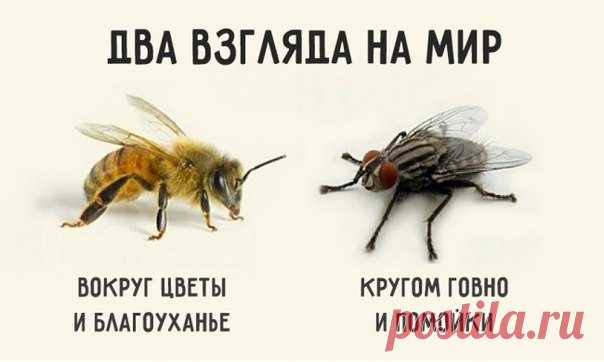 Если спросить муху, есть ли в окрестностях цветы, она ответит: — Не видела никаких цветов. Зато навоза в той вот канаве полным-полно. И муха начнёт перечислять все помойки, на которых побывала. Но спросите пчелу, видела ли она в окрестностях какие-нибудь нечистоты, и она ответит: — Нечистоты? Нет, не видела нигде. Здесь так много благоуханных цветов! Один на самом цветущем лугу найдёт нечистое место и сядет на него, а другой в болоте отыщет цветок лотоса и соберёт с него нектар. Мы находим…