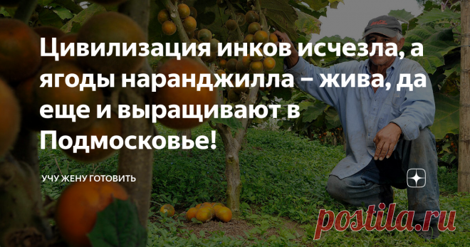 Цивилизация инков исчезла, а ягоды наранджилла – жива, да еще и выращивают в Подмосковье! Тысячу лет назад инкам удалось вывести из диких деревьев луло культурные сорта наранджилла. Получилась приятно освежающая, с удивительной бледно-изумрудной мякотью ягода (Solarium quitoense).
Кстати, результатами сей селекции пользуются до сих пор, выращивая плантации на тех же местах, где их заложили садовники цивилизации инков.
Деревья луло (или наранджилла) дают великолепные урожаи в условиях