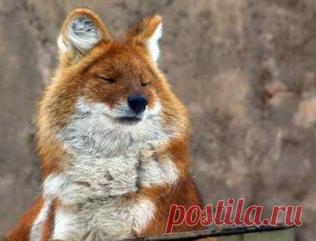 Gallery.ru / Фото #1 - ЗВЕРИКИ ЖИВОЙ ПРИРОДЫ - rinatsareva