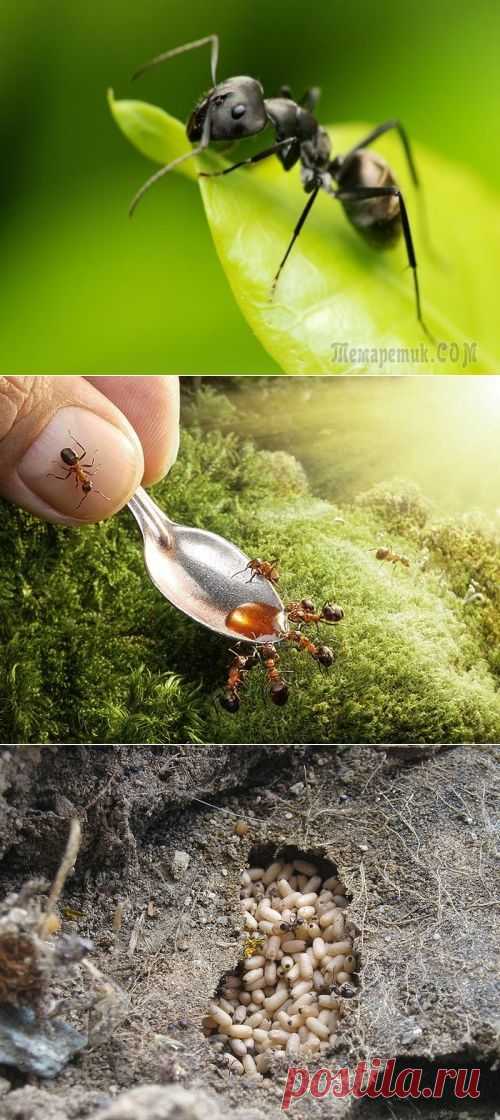 Муравьи на огороде: способы избавления