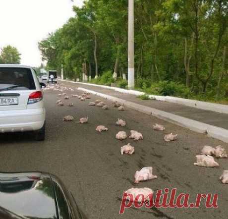 Побег из курятника